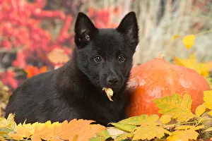 Hallowe En: Schipperke puppy outdoors in autumn