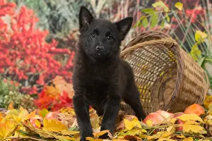 Schipperkes: Schipperke puppy outdoors in autumn