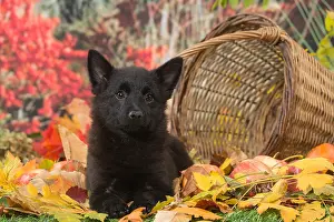 Schipperkes: Schipperke puppy outdoors in autumn