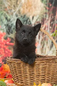Schipperkes: Schipperke puppy outdoors in autumn