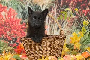 Baskets: Schipperke puppy outdoors in autumn