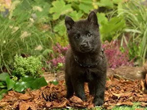 111019: Schipperke puppy outdoors in Autumn