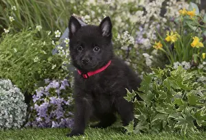 Schipperkes: Schipperke puppy outdoors in the garden