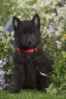 Schipperkes: Schipperke puppy outdoors in the garden