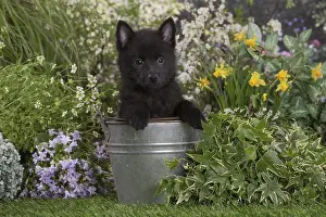 Schipperkes: Schipperke puppy outdoors in the garden