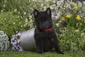 Schipperkes: Schipperke puppy outdoors in the garden