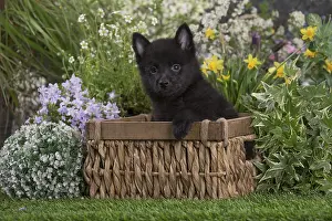 Schipperkes: Schipperke puppy outdoors in the garden