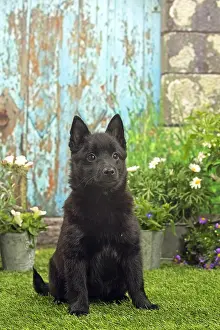 Schipperkes: Schipperke puppy outside in the garden