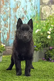 Schipperkes: Schipperke puppy outside in the garden
