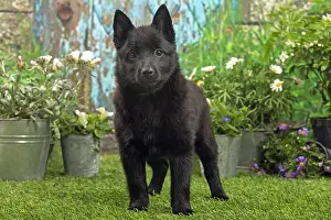 Schipperkes: Schipperke puppy outside in the garden