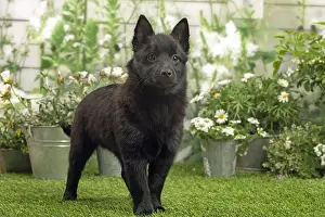 Schipperkes: Schipperke puppy outside in the garden