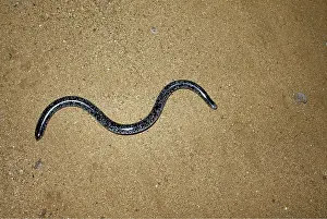 Blind: SCHLEGEL'S BLIND SNAKE