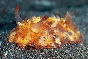 Rojos: Schmeltz Discodoris Nudibranch