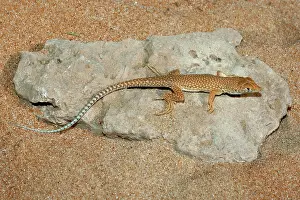 Schmidt: Schmidt's Fringe Toed Lizard / White Spotted Lizard