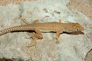 Schmidt: Schmidt's Fringe Toed Lizard / White Spotted Lizard