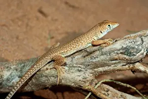 Schmidt: Schmidt's Fringe Toed Lizard / White Spotted Lizard