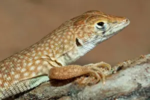 Schmidt: Schmidt's Fringe Toed Lizard / White Spotted Lizard