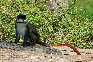 Schmidt: Schmidt's Red-tailed Monkey / Schmidt's Guenon