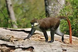 Schmidt: Schmidt's Red-tailed Monkey / Schmidt's Guenon
