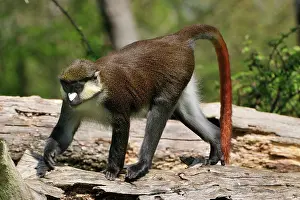 Schmidt: Schmidt's Red-tailed Monkey / Schmidt's Guenon