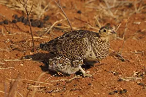 Sandgrouse: Schmuckflughuhn mit black- faced Sandgrouse(lat