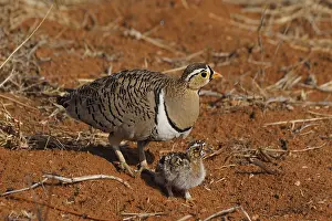 Sandgrouse: Schmuckflughuhn mit, black- faced Sandgrouse(lat