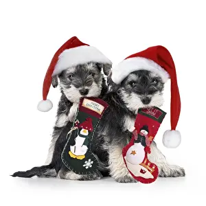 Stocking: Schnauzer Dog, puppies sitting together (6 weeks)