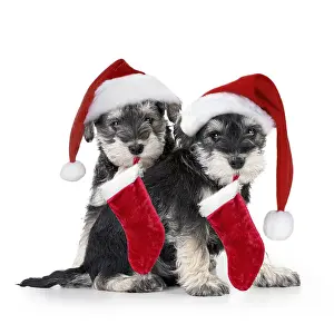 Stocking: Schnauzer Dog, puppies sitting together (6 weeks)