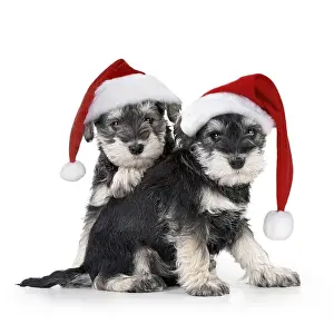 Schnauzer: Schnauzer Dog puppies sitting together (6 weeks)