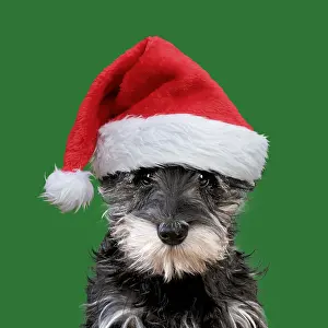 051119: Schnauzer Dog, puppy wearing Christmas hat