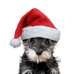 051119: Schnauzer Dog, puppy wearing Christmas hat