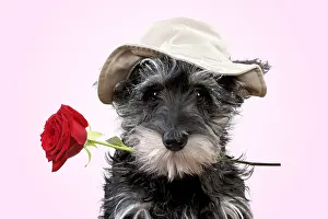 Floppy: Schnauzer Dog, puppy wearing a floppy hat holding