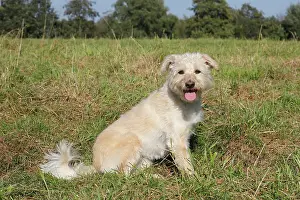 Schnauzer: Schnauzer Poodle mixed breed, 4 years, sitting in