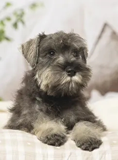 Schnauzer: Schnauzer puppy dog indoors