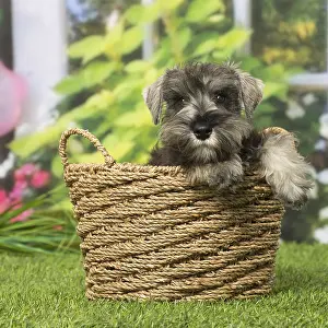 Schnauzers: Schnauzer puppy dog outdoors