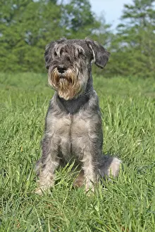 Schnauzer: Schnauzer sitting on a meadow Mittelschnauzer (Salz/Pfeffer)
