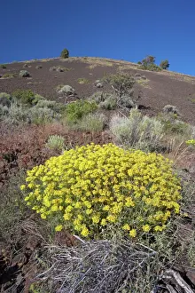 Regrowth: Schonchin Butte - Volcanic cone