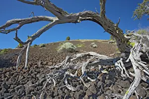 Regrowth: Schonchin Butte - Volcanic cone