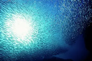 Anchovies: School of Anchovies