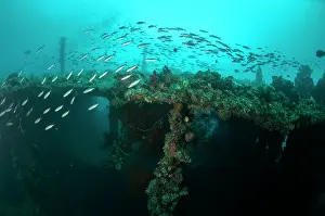 Caesionidae: School of Banana Fusiliers - with wreck in background