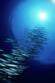Brit: School of barracuda, Sphyraena qenie, Walindi, West New Brit