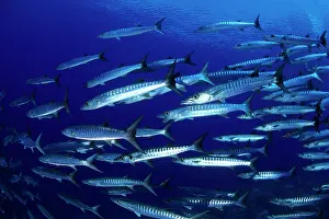 Brit: School of barracuda, Sphyraena qenie, Walindi, West New Brit