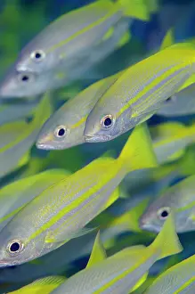 Snapper: School of bigeye snapper (Lutjanus lutjanus), Boo