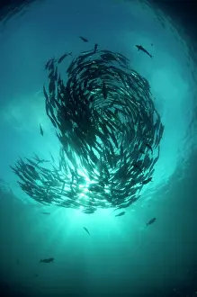 Caranx: School of Bigeye Trevally