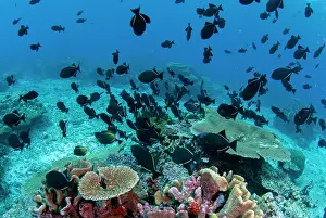 School: School of Black Triggerfish