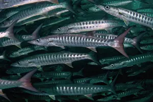 Sipadan: School of Blackfin Barracuda
