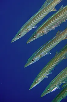 Ampat: School of Blackfin Barracuda