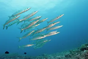 Barracudas: School of Blackfin Barracudas (Sphyraena qenie)