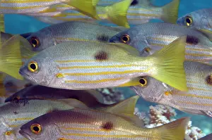 Snapper: School of Blackspot snapper (Lutjanus ehrenbergii)