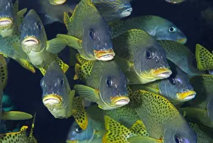 Blackspotted: School of Blackspotted Rubberlip (Plectorhinchus